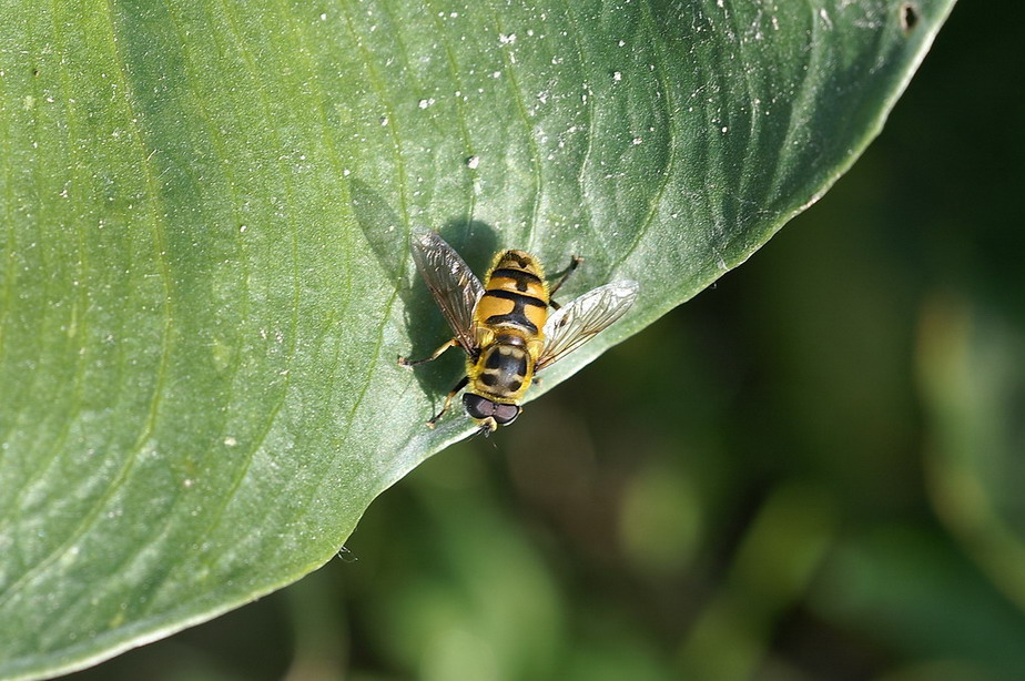 Syrphus ribesii? No Myathropa florea